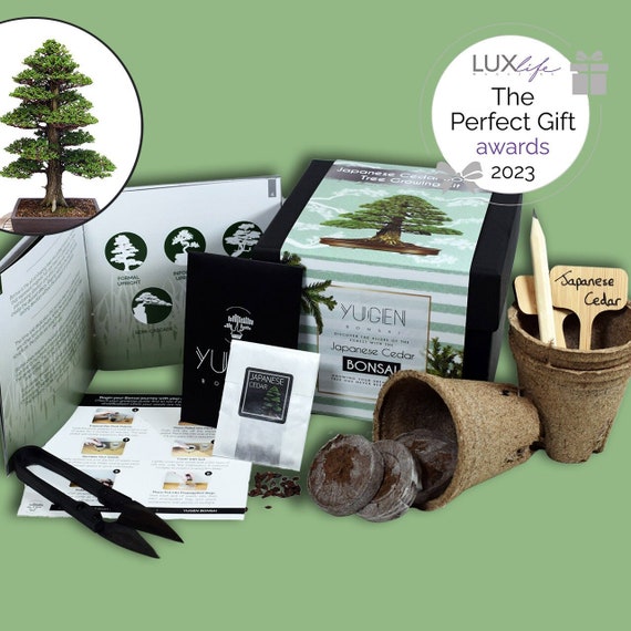 Kit de culture de bonsaï en cèdre du Japon Faites pousser votre