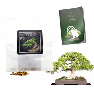 May include: A weeping fig bonsai tree in a brown pot on a wooden stand. The tree has green leaves and a thick trunk. A small white packet with the words "Weeping Fig" on it is in the lower left corner of the image. A green and white pamphlet with the words "YUGEN Bonsai" and "Weeping Fig" is in the upper right corner of the image.