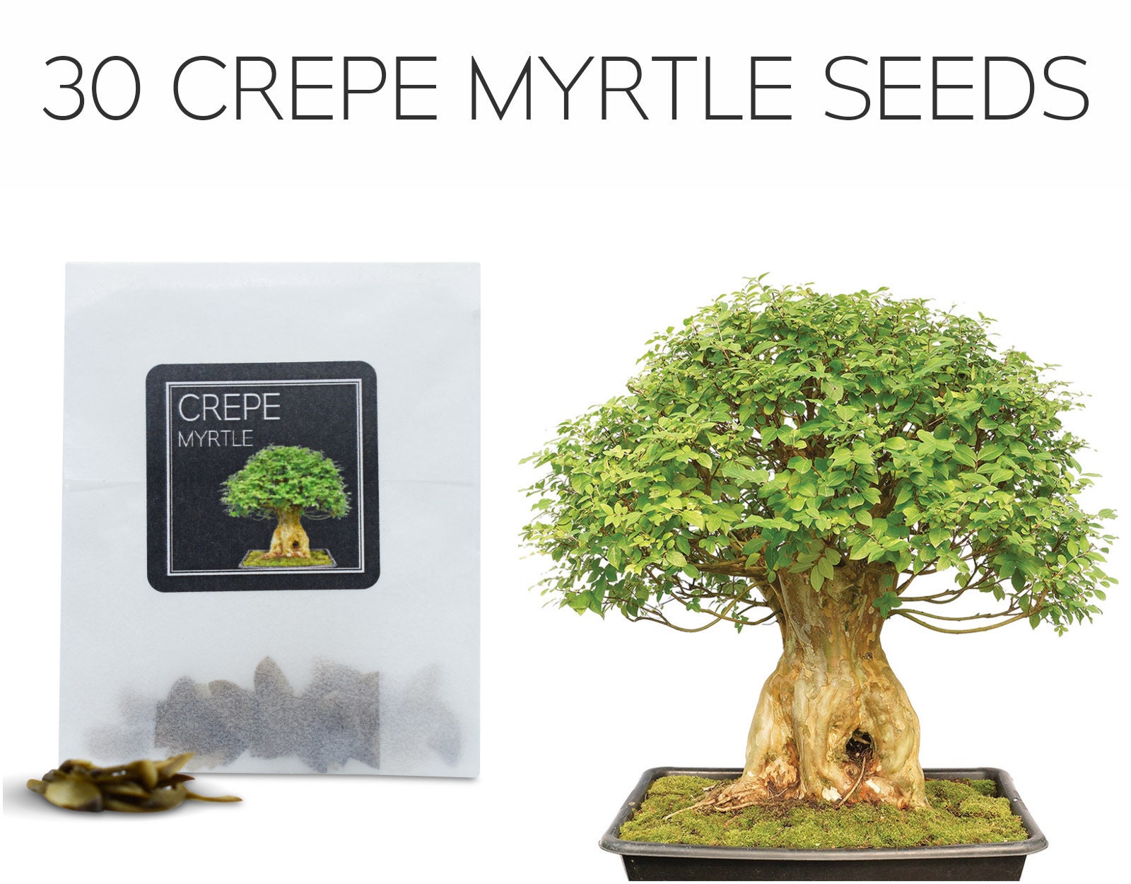 50 Lagerstroemia Shrub Seeds Mixed Indian Lilac Crepe Myrtle Flower Tree Bonsai 50 Lagerstroemia Shrub Seeds Mixed Indian Lilac Crepe Myrtle Flower Tree Bonsai