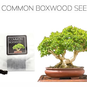 Acer Buergerianum 30 Trident Maple Bonsai Seeds Growing Guide Grow Your Own Bonsai Tree Perfect for Bonsai Beginners and Enthusiasts