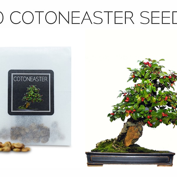 30 Cotoneaster Seeds | Grow Your Own Bonsai Tree | Cotoneaster Microphyllus | Growing Guide | Perfect for Bonsai Beginners and Enthusiasts