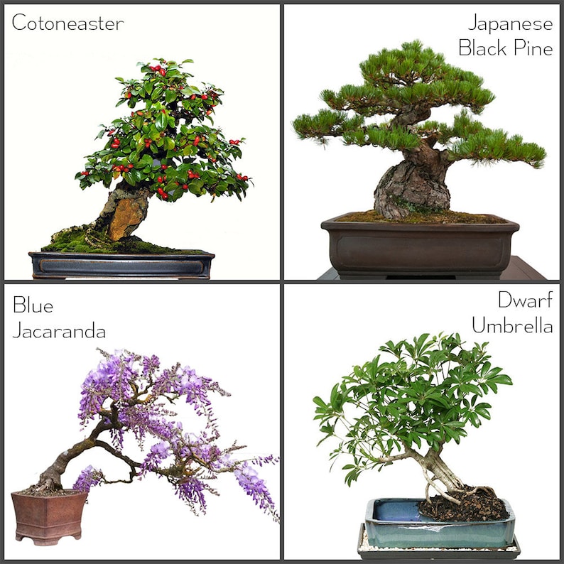 Starter Bonsai Seeds Kit Grow Your Own Bonsai Trees Etsy Canada