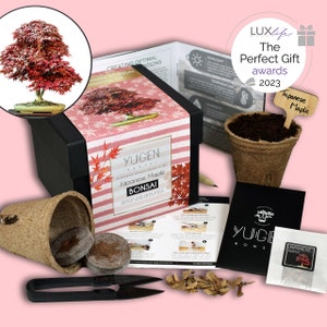 Japanese Maple Bonsai Growing Kit | Grow Your Own Bonsai Tree | Perfect for Bonsai Beginners & Enthusiasts | Acer Palmatum