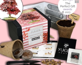 Japanese Maple Bonsai Growing Kit | Grow Your Own Bonsai Tree | Perfect for Bonsai Beginners & Enthusiasts | Acer Palmatum