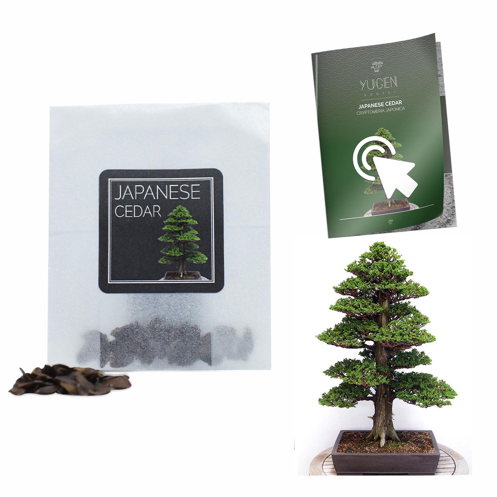30 semillas de bonsái de cedro japonés / Cultiva tu árbol bonsái / Cryptomeria Japonica / Guía de cultivo / Perfecto para principiantes y entusiastas del bonsái