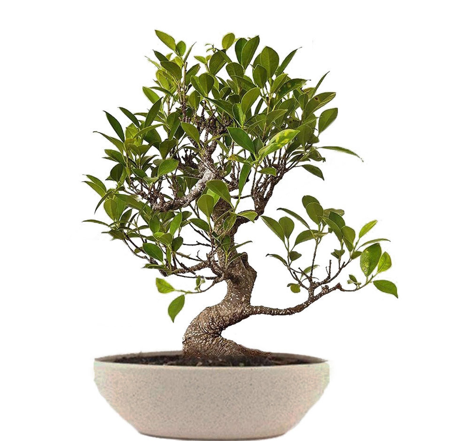 30 Banyan Fig Bonsai Seeds Grow Your Own Bonsai Tree Ficus Etsy