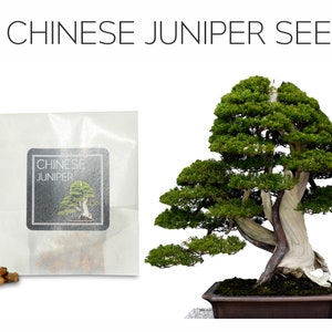 30 Chinese Juniper Bonsai Seeds | Grow Your Own Bonsai Tree | Juniperus Chinensis | Growing Guide | Bonsai Beginners and Enthusiasts