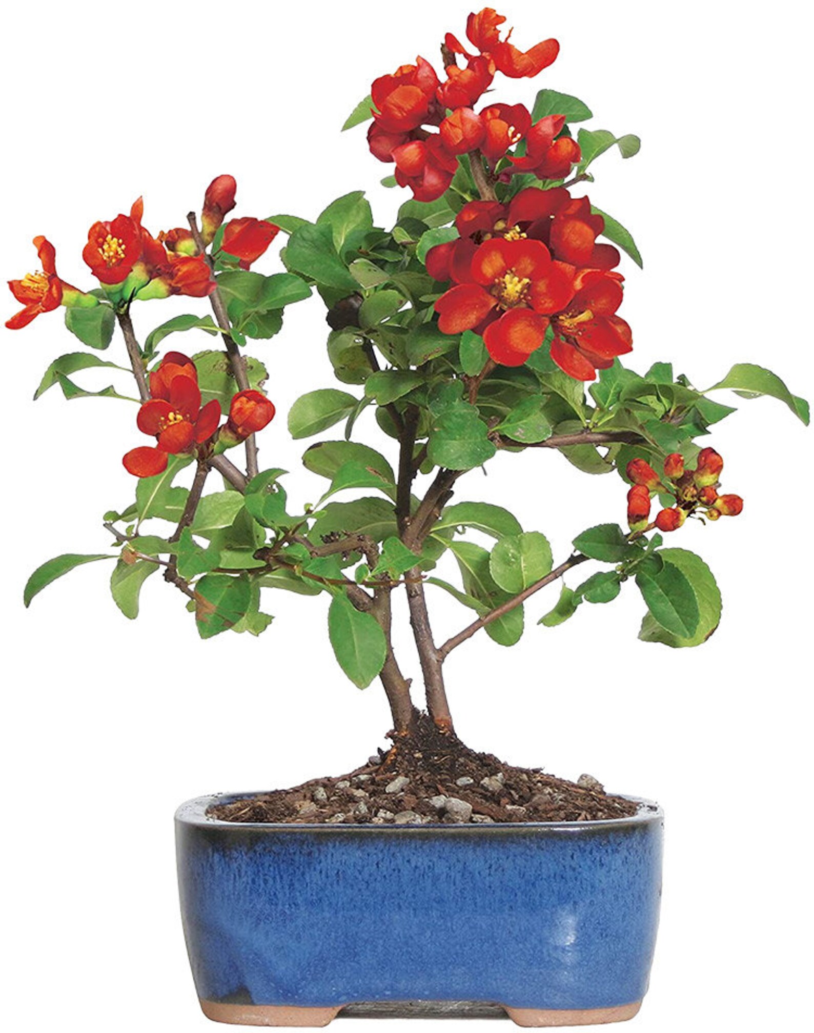 Japanese Quince Bonsai Growing Kit Grow Your Own Bonsai Tree Etsy