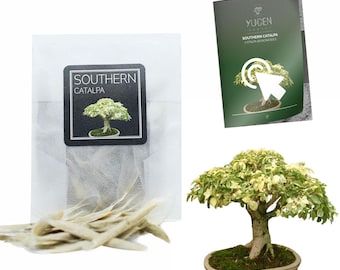 30 Crepe Myrtle Seeds | Grow Your Own Bonsai Tree | Lagerstroemia Indica |  Growing Guide | Perfect for Bonsai Beginners and Enthusiasts - Etsy  sterreich