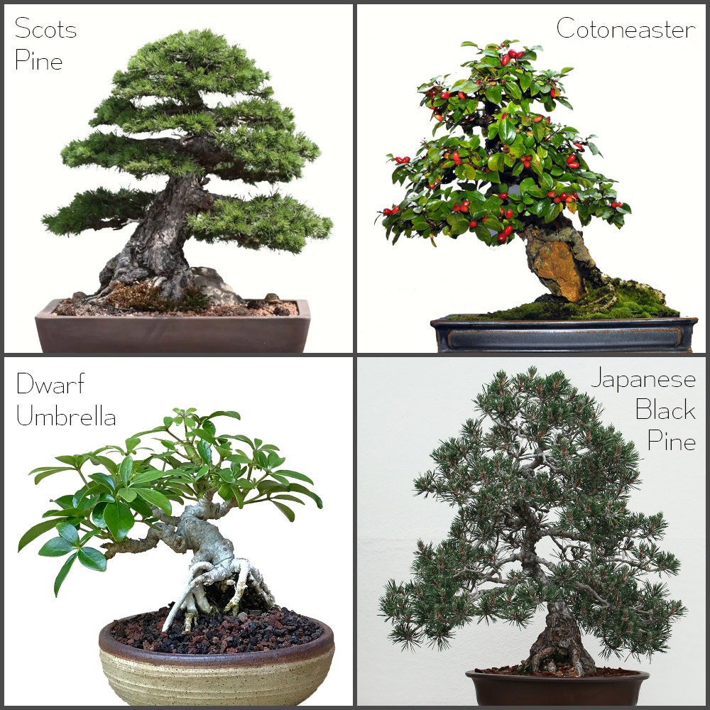 Starter Bonsai Seeds Kit Grow Your Own Bonsai Trees Etsy