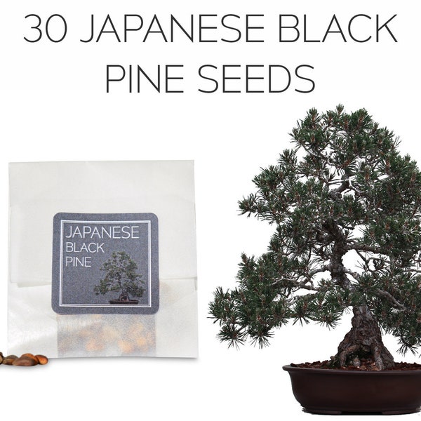 30 Japanese Black Pine Bonsai Seeds | Grow Your Own Bonsai Tree | Pinus Thunbergii | Growing Guide | Bonsai Beginners and Enthusiasts