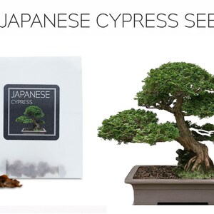Op de afbeelding: Een pakket met 30 Japanse cipressen zaden met een label met de tekst "Japanse cipres" en een klein beeld van een bonsaiboom. Op de achtergrond is een volwassen Japanse cipres bonsai in een bruine keramische pot te zien.
