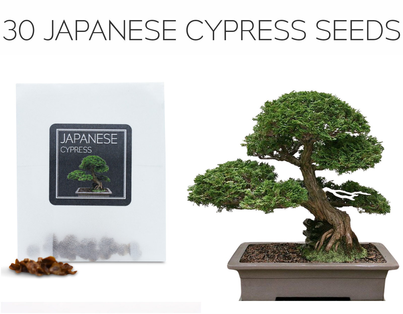 Chamaecyparis Obtusa Grow Your Own Bonsai Tree Growing Guide 30 Japanese Cy...