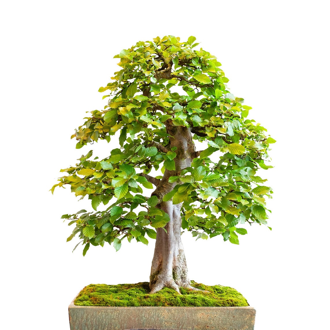 30 Europese Haagbeuk Bonsai Zaden Kweek je eigen Bonsai Etsy België