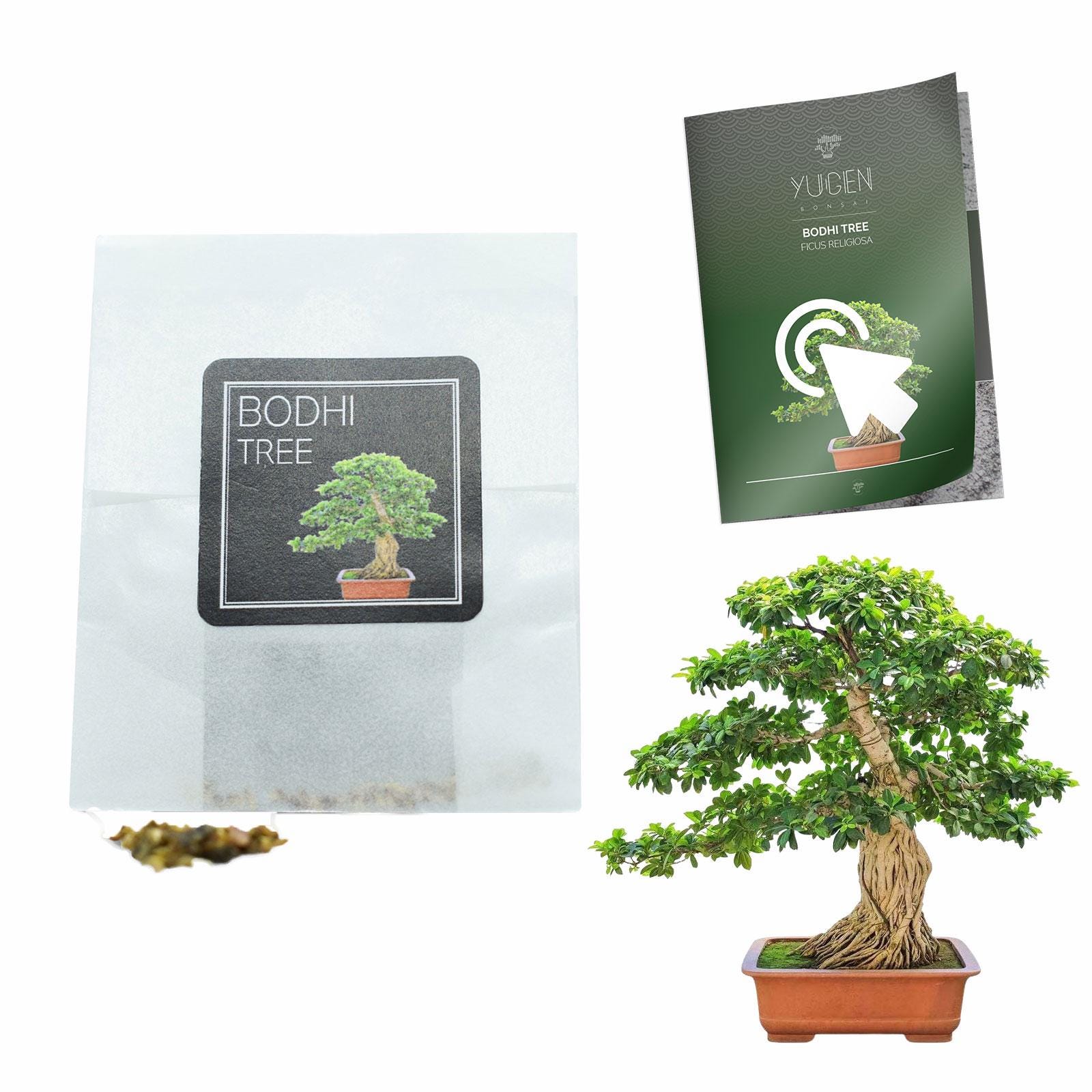 30 Bodhi Tree / Sacred Fig Bonsai Seeds | Grow Your Own Bonsai Tree | Ficus  Religiosa | Perfect for Bonsai Beginners and Enthusiasts - Etsy sterreich