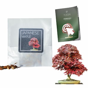 May include: A Japanese maple bonsai tree with red leaves in a brown ceramic pot. The tree is on a white background. A small white bag with a label that says "Japanese Maple" is in the background. There are also a few seeds on the ground.