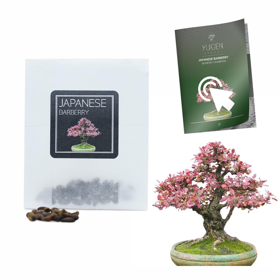 doppelstamm bonsai Semi-matte Black Twin Trunk Sokan Bonsai main image 0