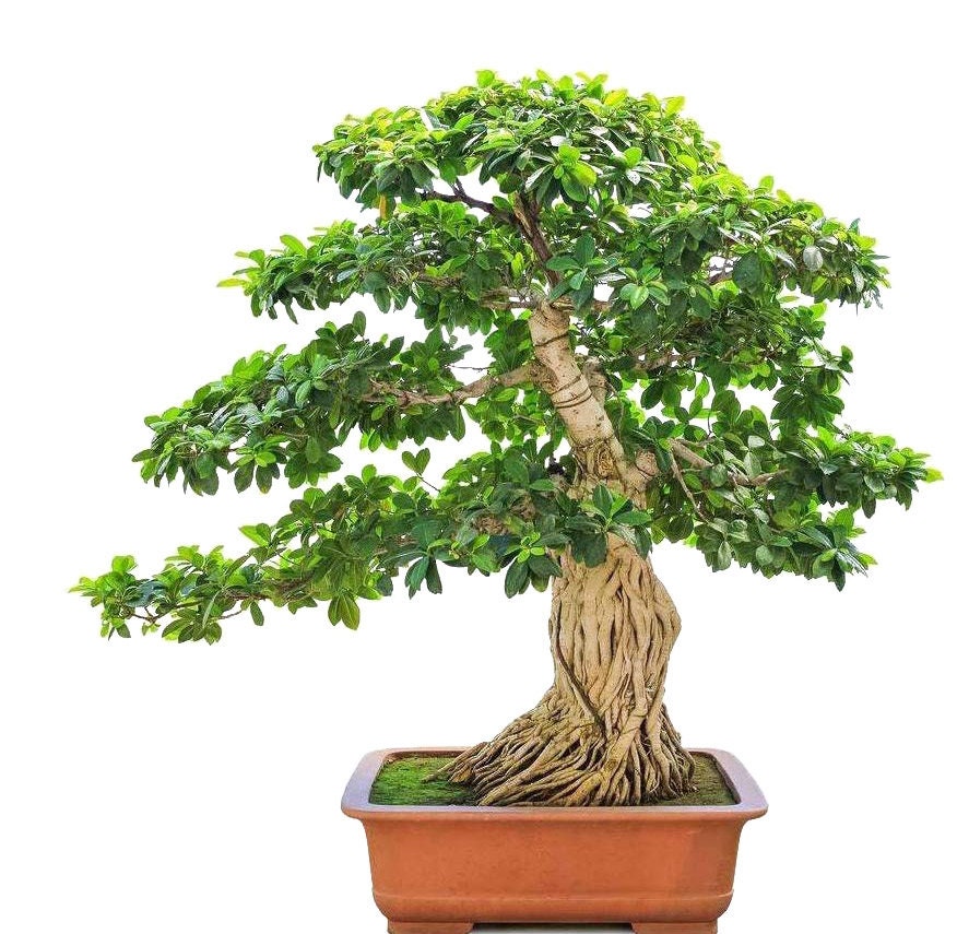 bonsai gold Aralia Ming Gold Bonsai Tree, Aralia Parsley, Live Plant main image 0