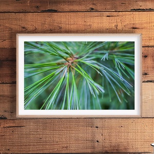 Tannenbaum Druck, Skandinavisches Foto, Nordisches Poster, Weihnachtsdruck, Waldfotografie, Winterhütte Wandkunst, Rustikales Lodge Dekor