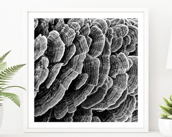 Abstract Mushroom Print, Mushroom Photography, Fungi Decor, Square Poster, Abstract Nature Wall Art Black White Botanical Print Fungus Photo