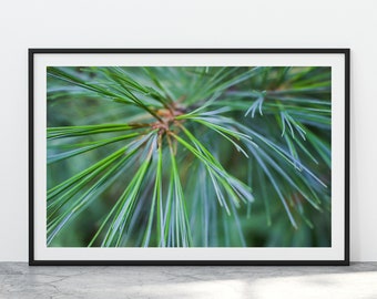 Pine Tree Printable, Evergreen Print, Rustic Lodge Decor, Mountain Cabin Wall Art Abstract Nature Photography Forest Poster Digital Download