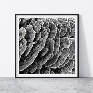 Mushroom Printable, Abstract Nature Prints, Black White Nature Printable, Fungi Photography, Botanical Photo, Square Printable Wall Art