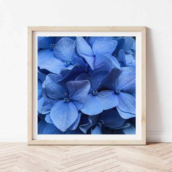 Blue Hydrangea Wall Art, Hydrangea Print, Square Flower Print, Floral Farmhouse Decor, Macro Photography, Cottage Printable Digital Download