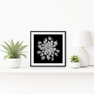 Queen Anne's Lace Wall Art, Black White Botanical Print, Square Poster, Dark Floral Decor, Minimalist Photography, Black White Flower Photo image 6