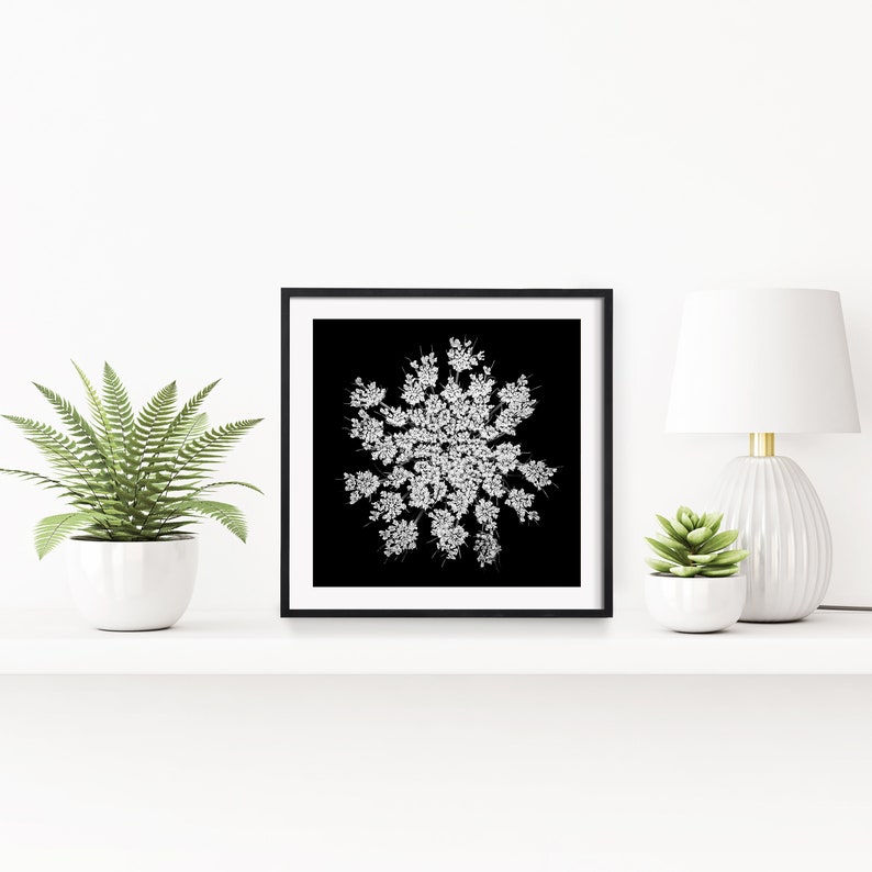 Queen Anne's Lace Wall Art, Black White Botanical Print, Square Poster, Dark Floral Decor, Minimalist Photography, Black White Flower Photo image 6