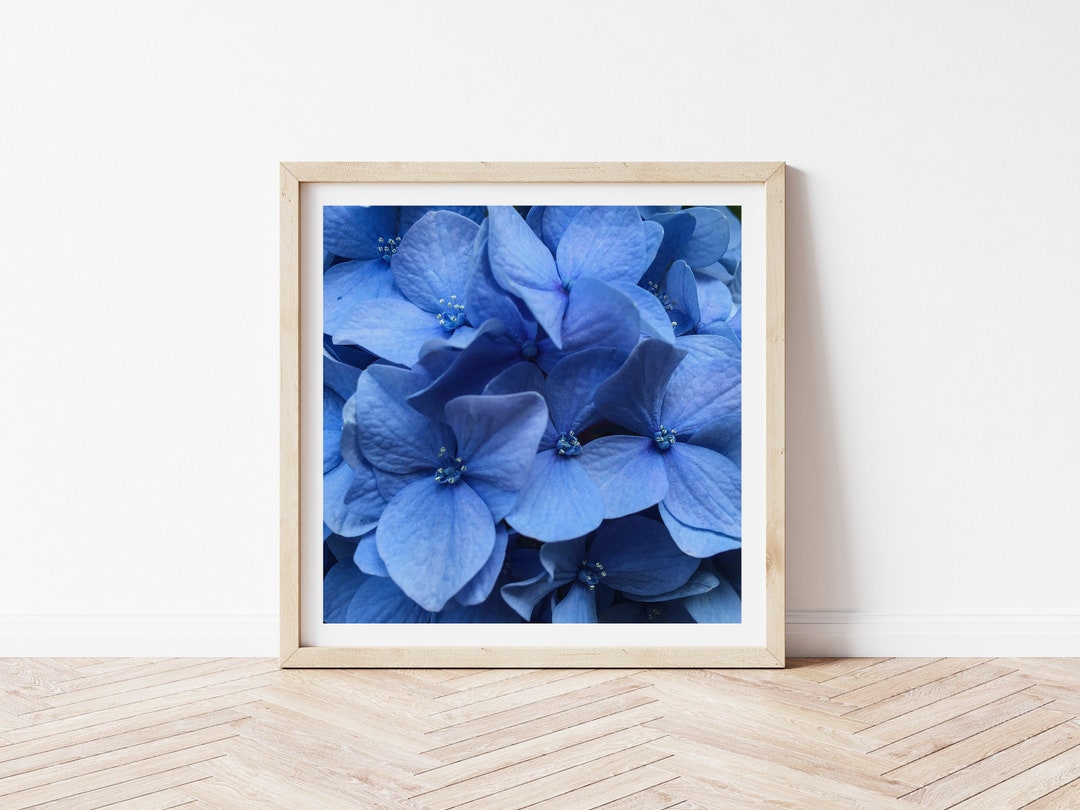 Blue Hydrangea Wall Art Hydrangea Print Square Flower Print Etsy