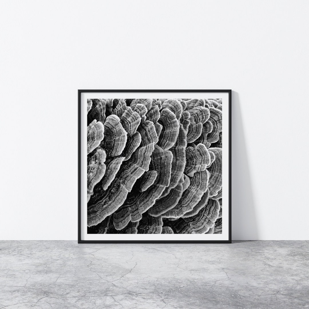 Mushroom Printable, Abstract Nature Prints, Black White Nature ...