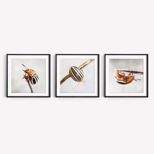Entomology Art, Beetle Print, Insect Wall Art, Bug Decor, Square Printable, Set of 3 Prints, Minimalist Nature Photography, Digital Download