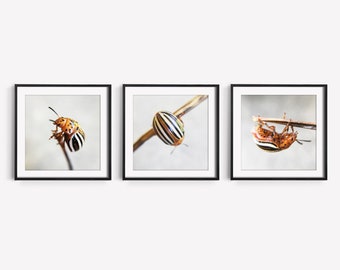 Entomology Art, Beetle Print, Insect Wall Art, Bug Decor, Square Printable, Set of 3 Prints, Minimalist Nature Photography, Digital Download