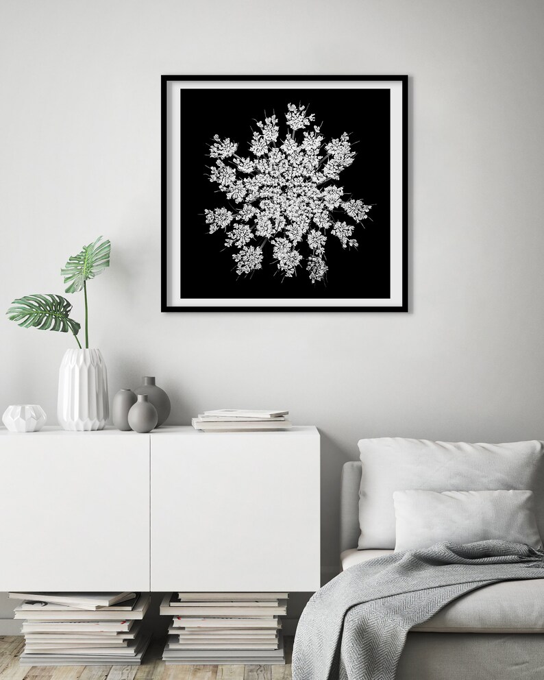 Queen Anne's Lace Wall Art, Black White Botanical Print, Square Poster, Dark Floral Decor, Minimalist Photography, Black White Flower Photo image 5