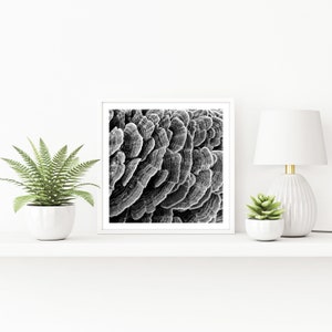 Mushroom Printable, Abstract Nature Prints, Black White Nature ...