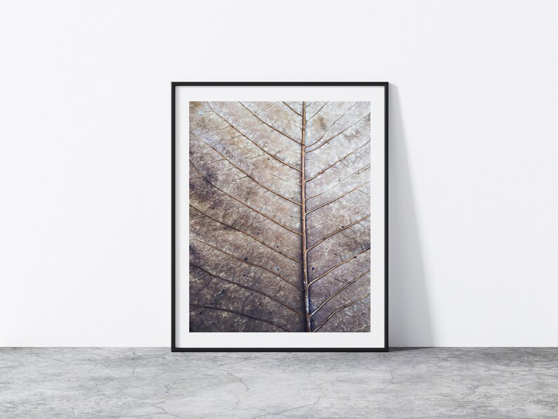 May include: A framed photograph of a close-up of a dried leaf with a detailed vein pattern. The leaf is a light brown color with a hint of blue.