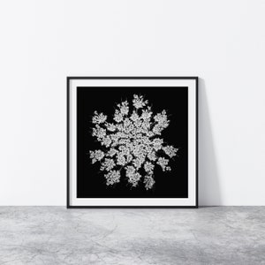 Queen Anne's Lace Wall Art, Black White Botanical Print, Square Poster, Dark Floral Decor, Minimalist Photography, Black White Flower Photo image 3