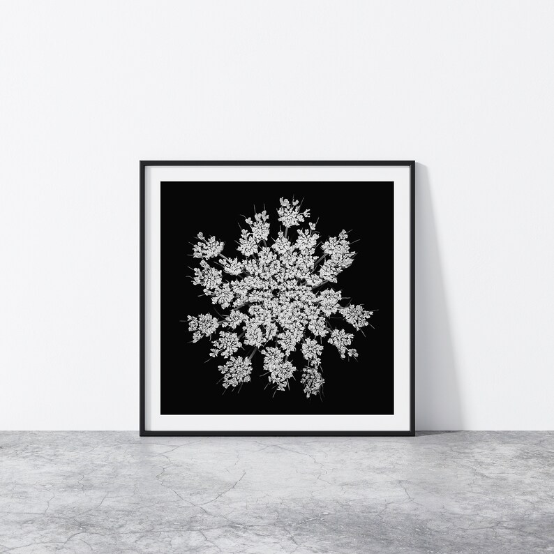 Queen Anne's Lace Wall Art, Black White Botanical Print, Square Poster, Dark Floral Decor, Minimalist Photography, Black White Flower Photo image 3