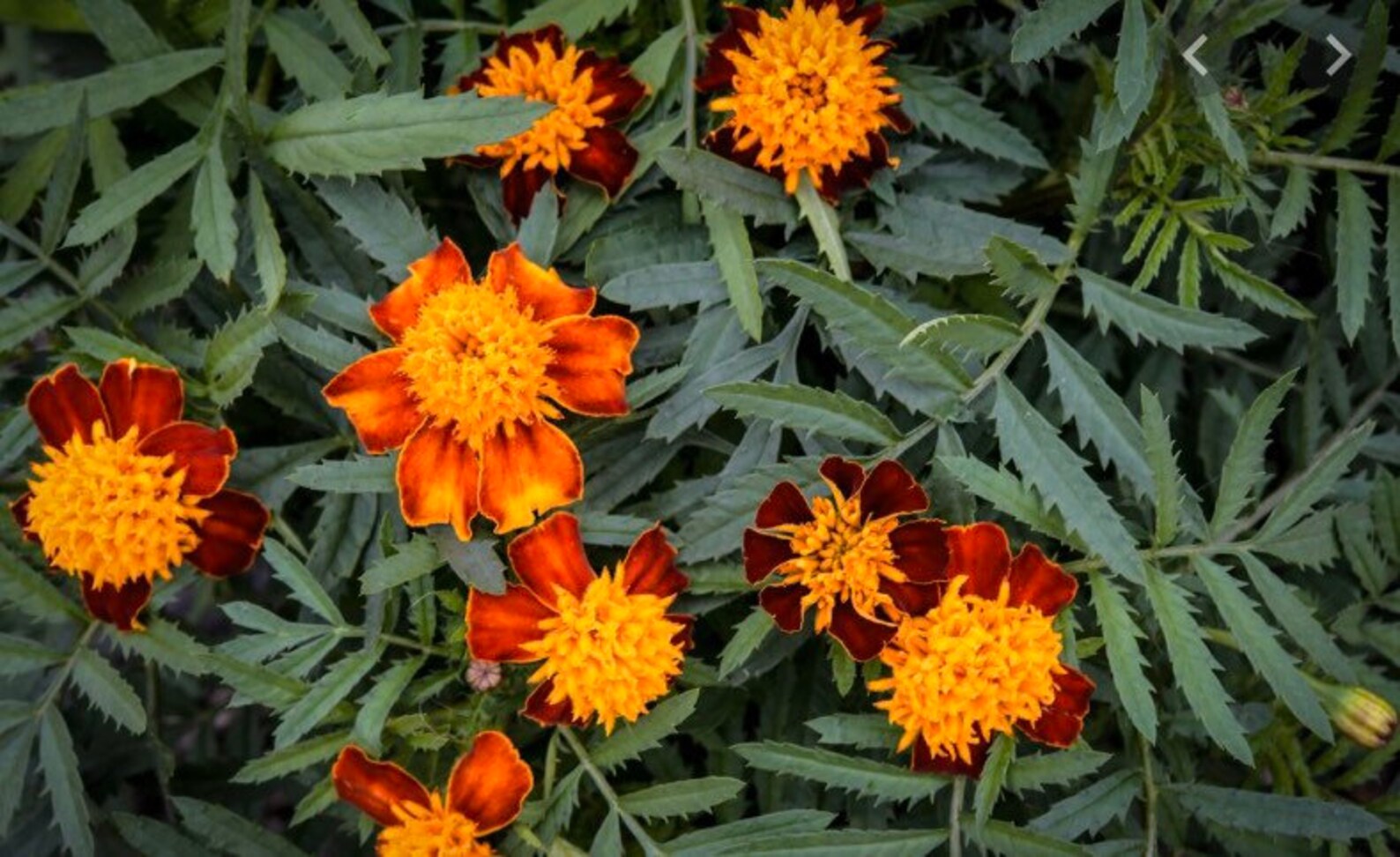 Marigold Orange Flame 50 Seeds Mosquito Repellent 100 Etsy