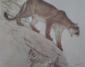 Vintage Martin Glen Loates Wildlife Canadian Lithograped Print 1967 Cougar