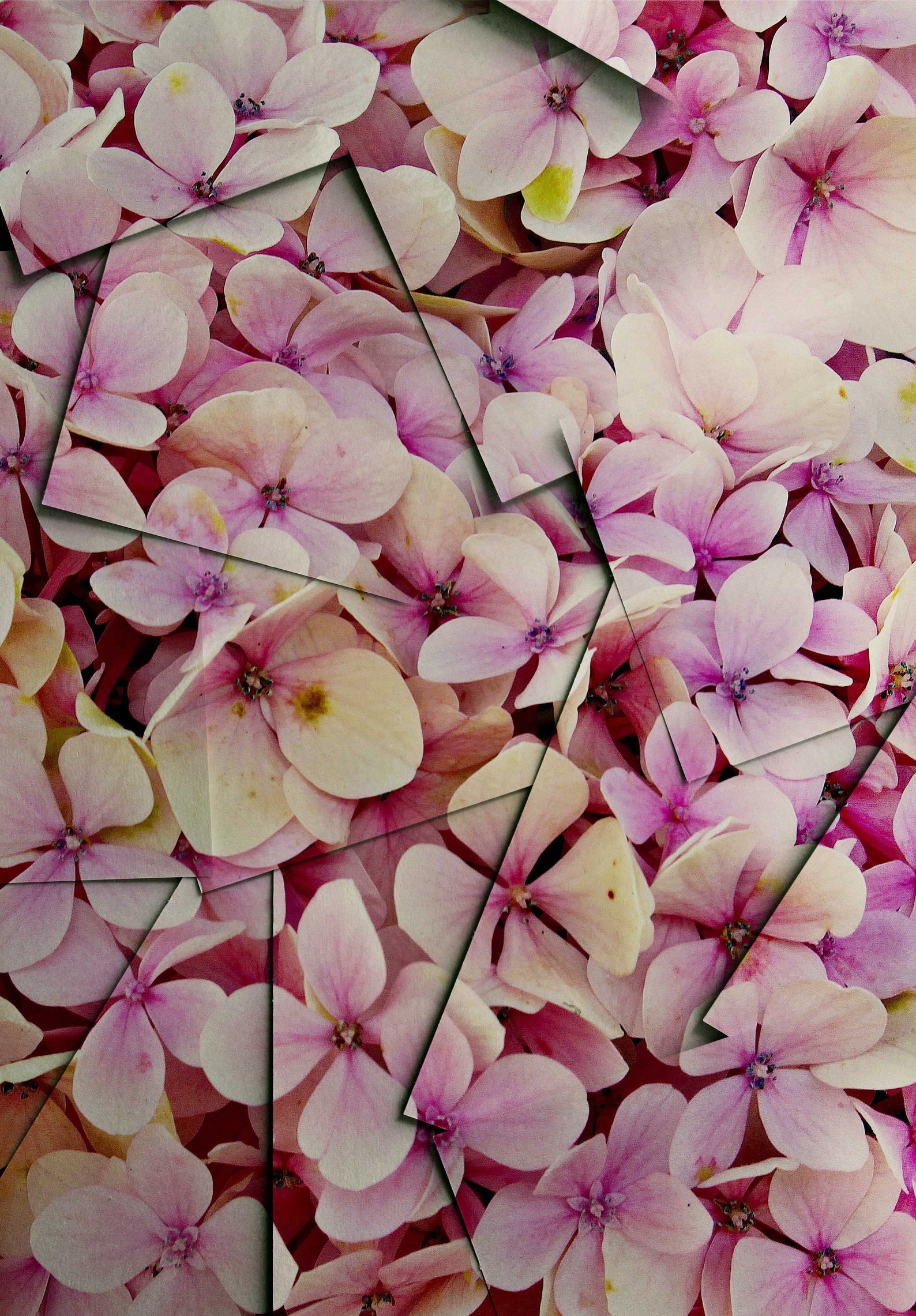 Hydrangea Removable Wallpaper Wall Mural Peel and Stick - Etsy