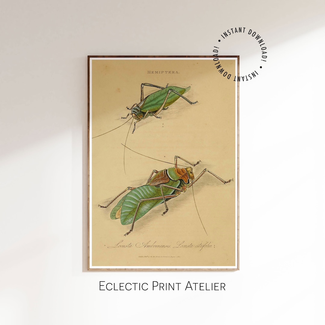 Printable Vintage Insect - Natural History Book Illustration - Vintage ...