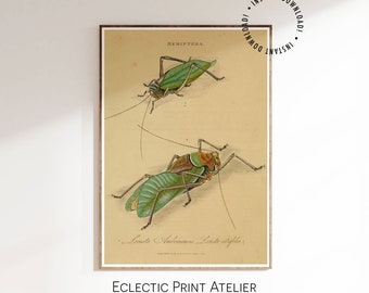 Printable Vintage Insect - Natural History Book Illustration - Vintage Wall Print - Digital Download