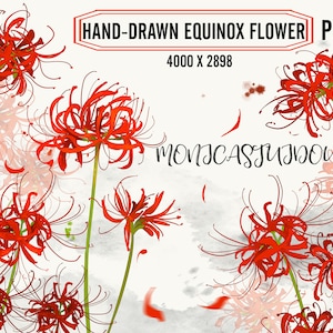 Criação original flor de equinócio desenhada à mão PSD, lírio aranha vermelho aquarela PNG, lírio mágico vermelho Radiata Bulbo de Lycos, lírio aranha vermelho PSD