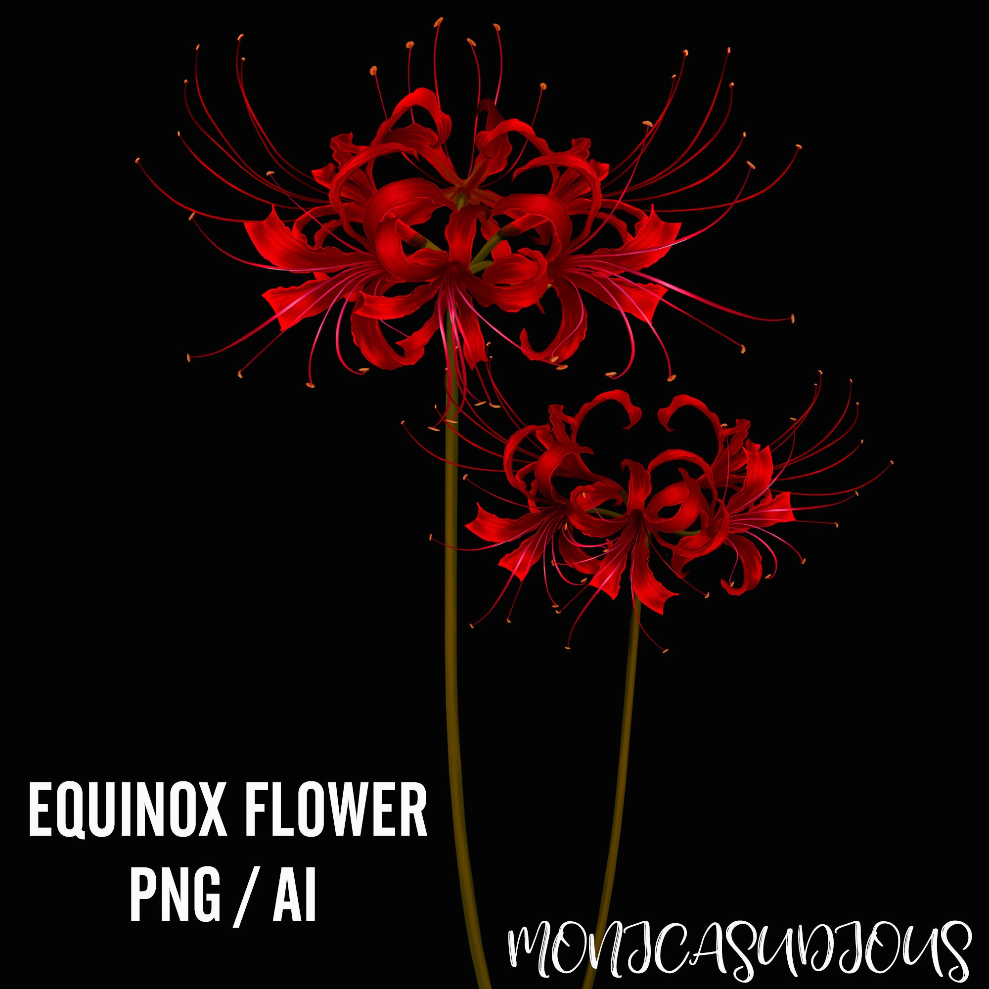 Red Spider Lily Etsy