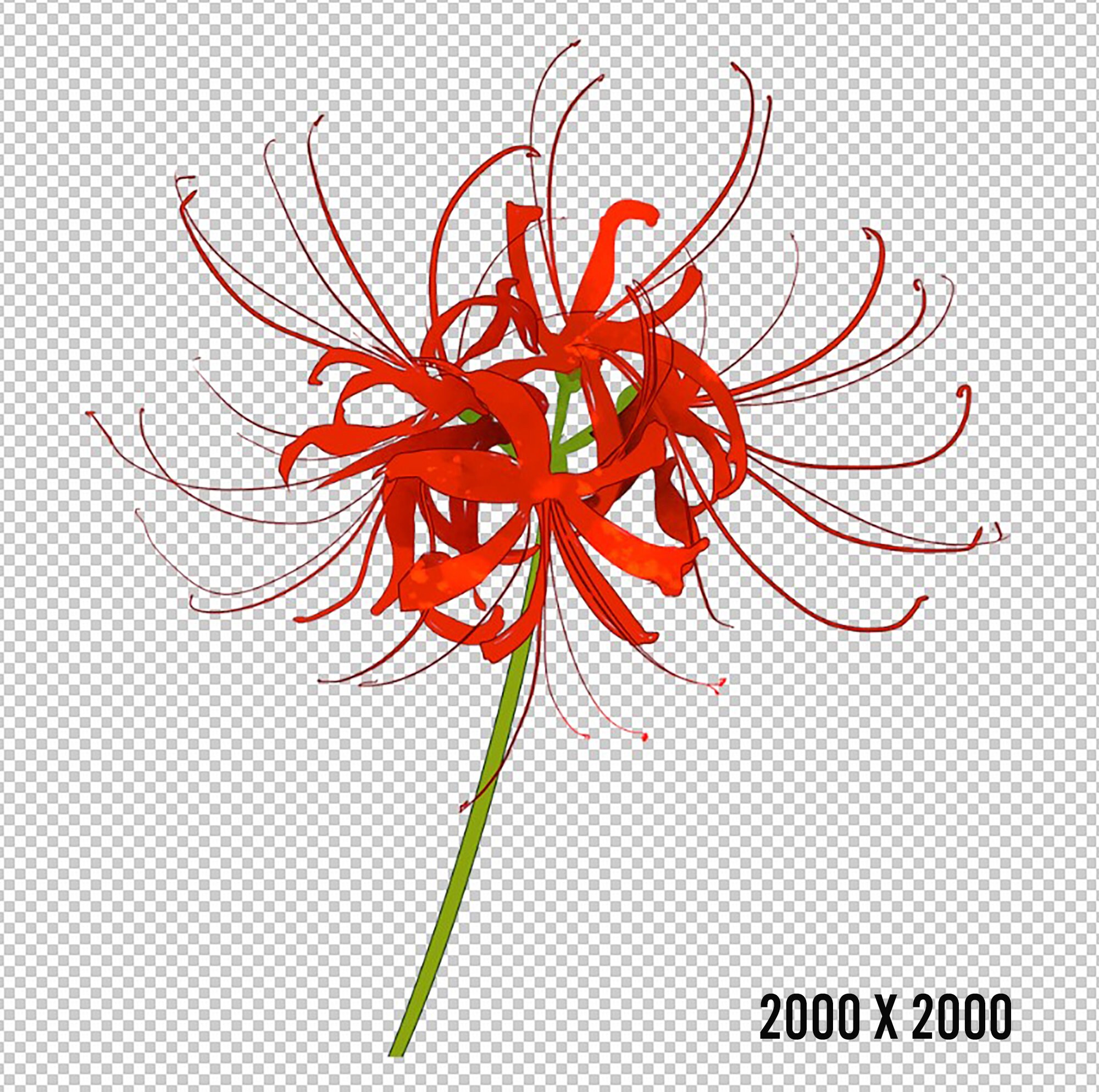 Red Spider Lily Watercolor PNG: Hand-drawn Equinox Flower (digital