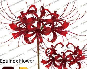 Red Spider Lily PNG: Equinox Flower Clipart (Digital Download)