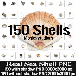 300 superposiciones de Photoshop de concha marina, superposición de concha marina, concha, playa, superposiciones de agua, PNG, descarga digital, descarga instantánea de concha de mar imprimible