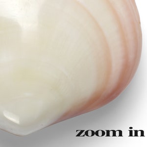 300 Seashell Photoshop Overlays, Seashell Overlay, Shell, Beach, Water ...