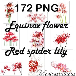 Flor de equinoccio PNG, lirio araña roja png, PSD, Radiata Red Magic Lily Lycoris Bulb, paquetes psd de lirio araña roja. descarga instantánea